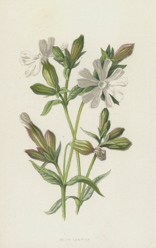 Silene bianca da Frederick Edward Hulme