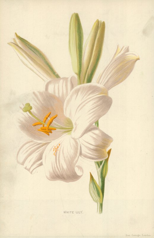 Giglio Bianco da Frederick Edward Hulme