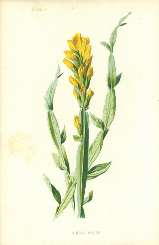 Scopa alata da Frederick Edward Hulme