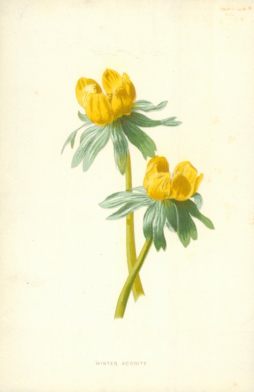 Aconito invernale da Frederick Edward Hulme