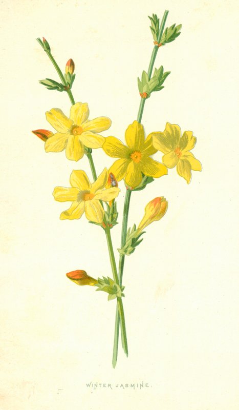 Gelsomino d