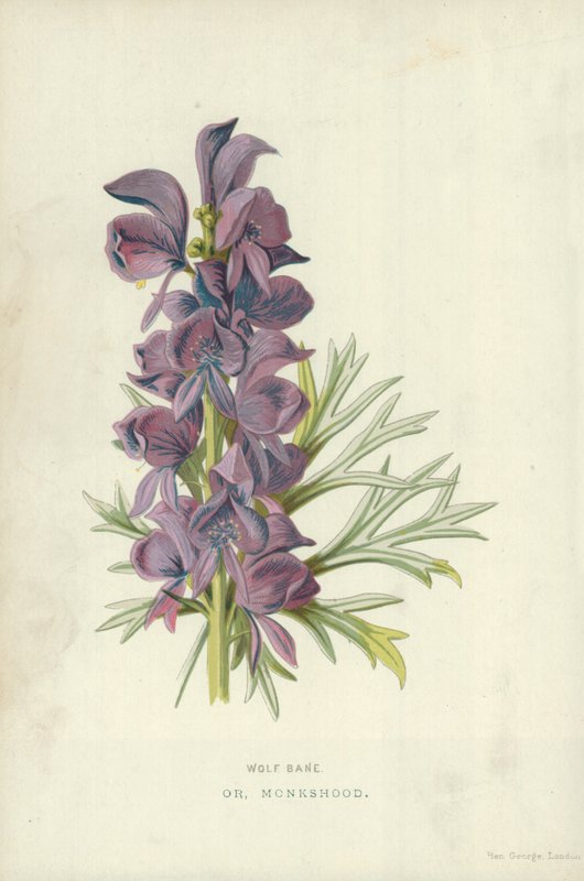 Aconito da Frederick Edward Hulme