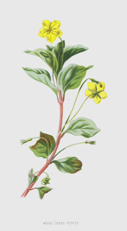 Lysimachia delle selve da Frederick Edward Hulme