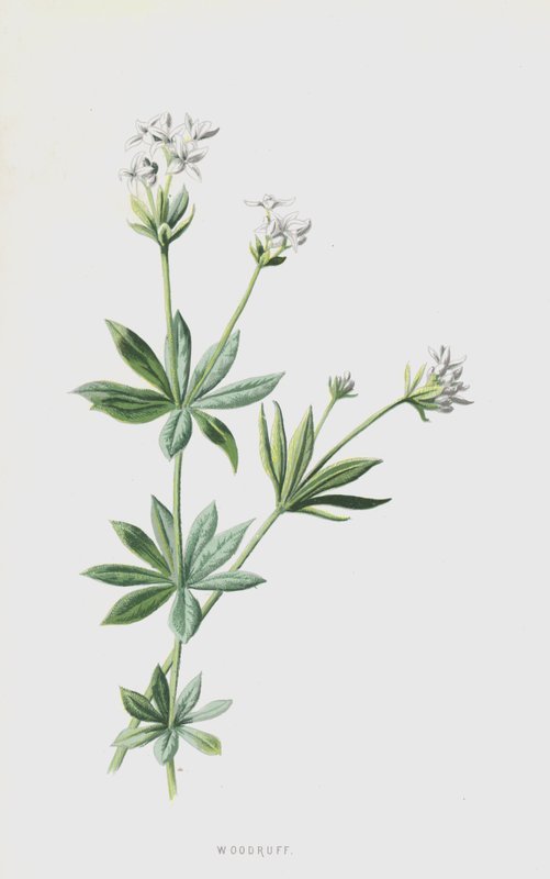 Stellina odorosa da Frederick Edward Hulme