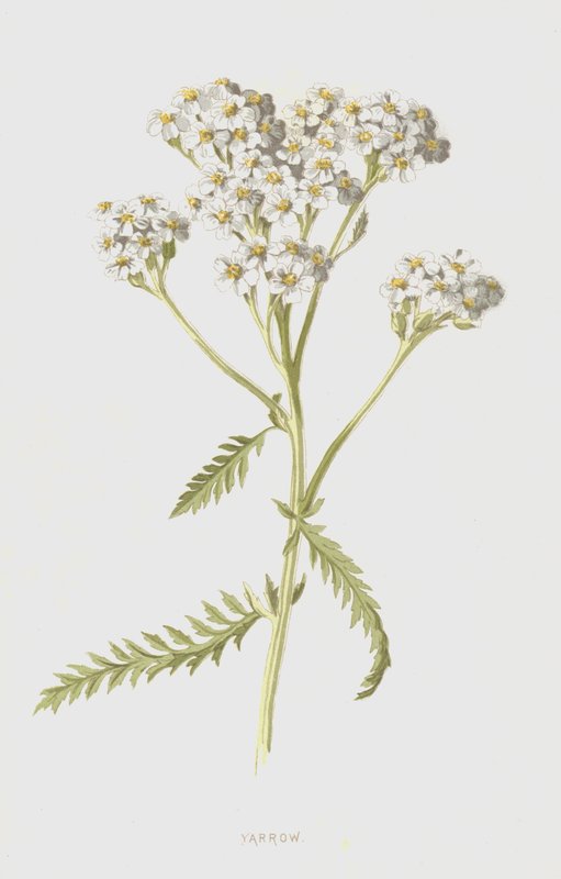 Achillea da Frederick Edward Hulme