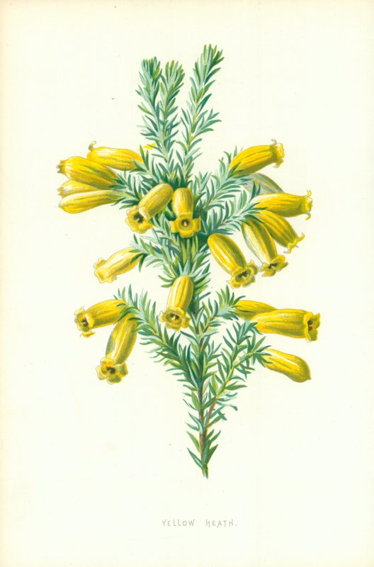 Brughiera gialla da Frederick Edward Hulme