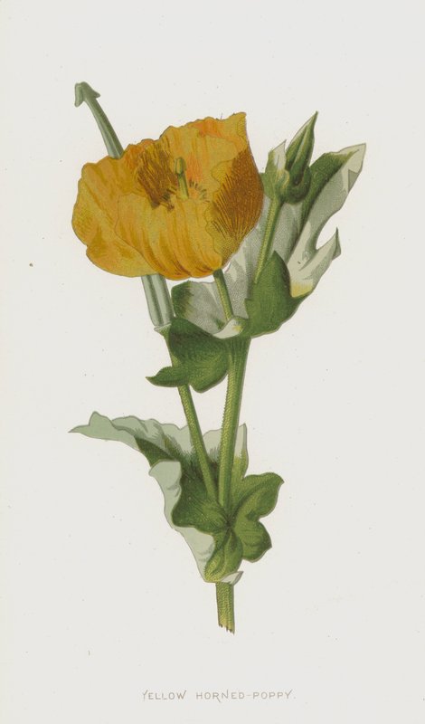 Papavero cornuto giallo da Frederick Edward Hulme