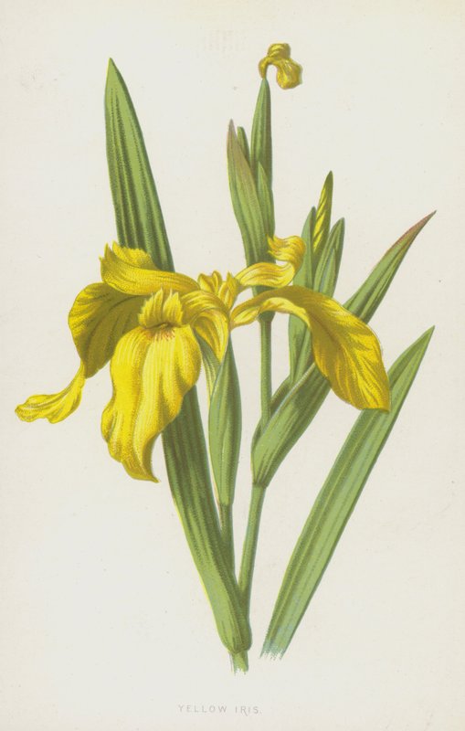 Iris gialla da Frederick Edward Hulme