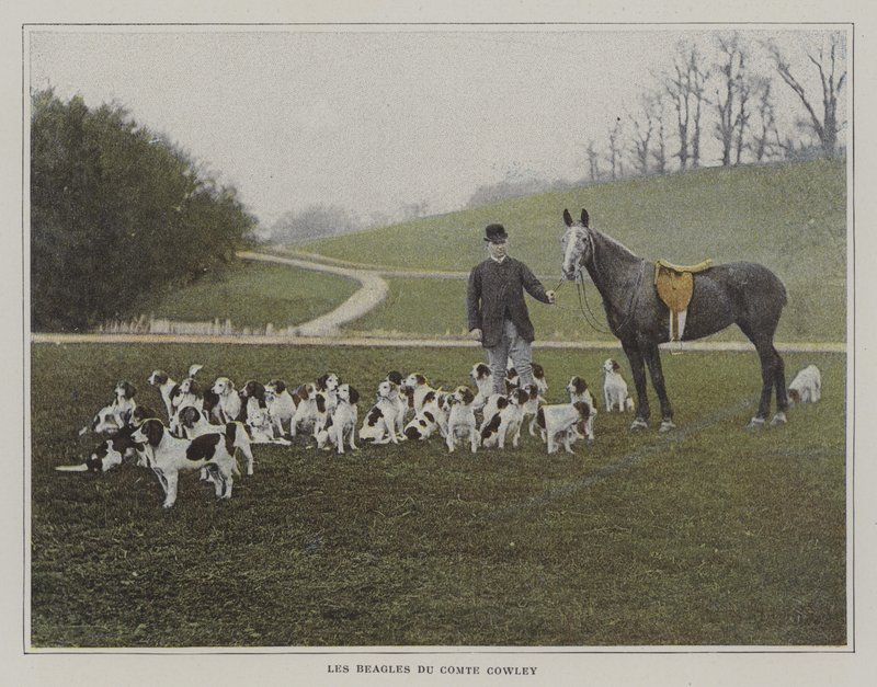 I beagle del Conte Cowley da French Photographer