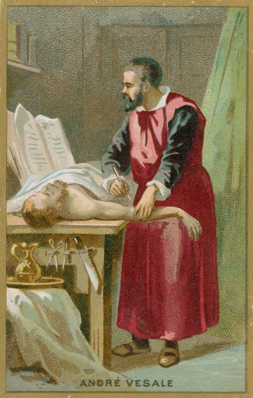 Andreas Vesalius da French School