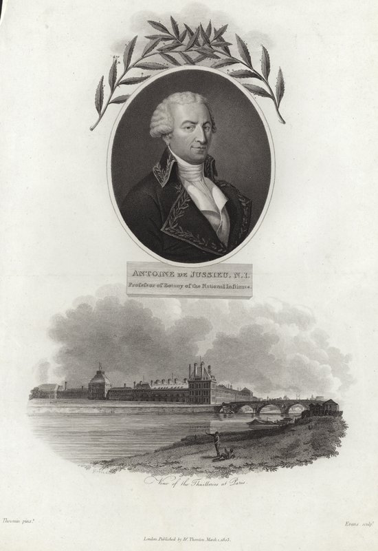 Antoine de Jussieu da French School