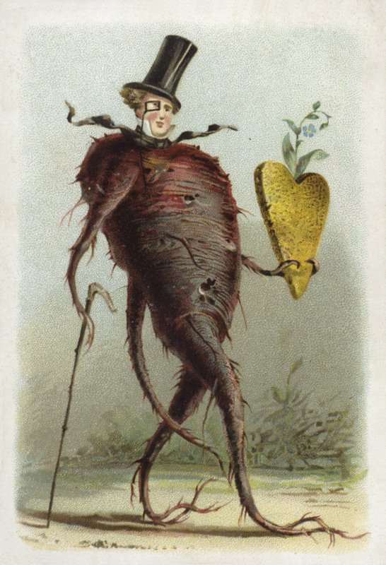 Barbabietola da French School