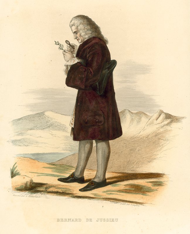 Bernard de Jussieu da French School