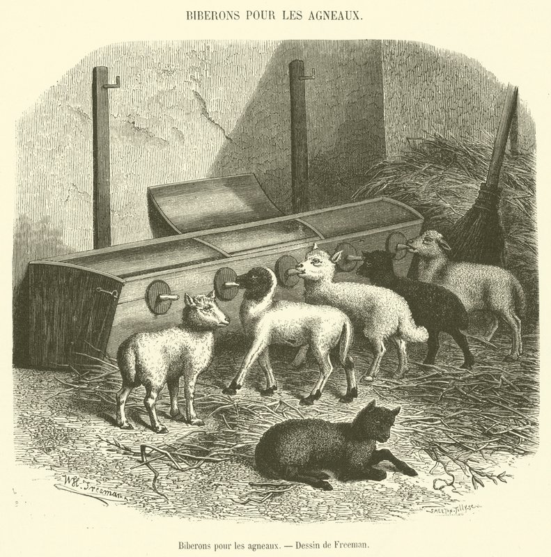 Biberon per gli agnelli da French School