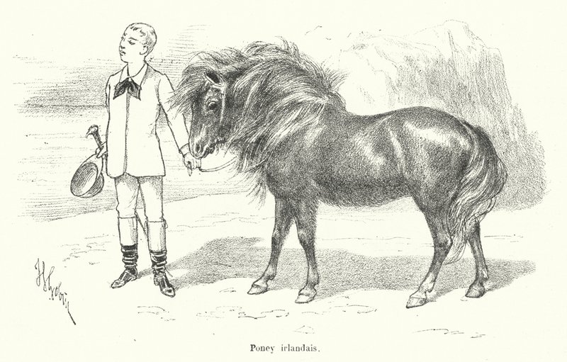 Ragazzo con un pony irlandese (incisione) da French School