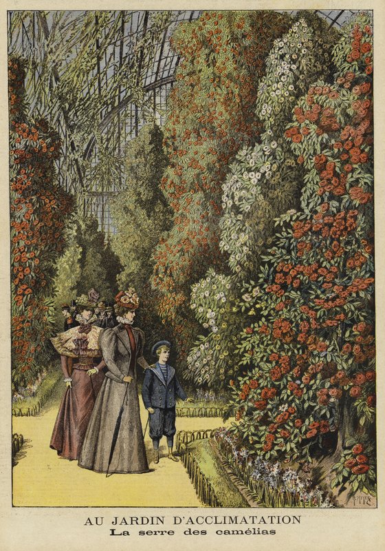 Serra di camelie in un giardino botanico da French School