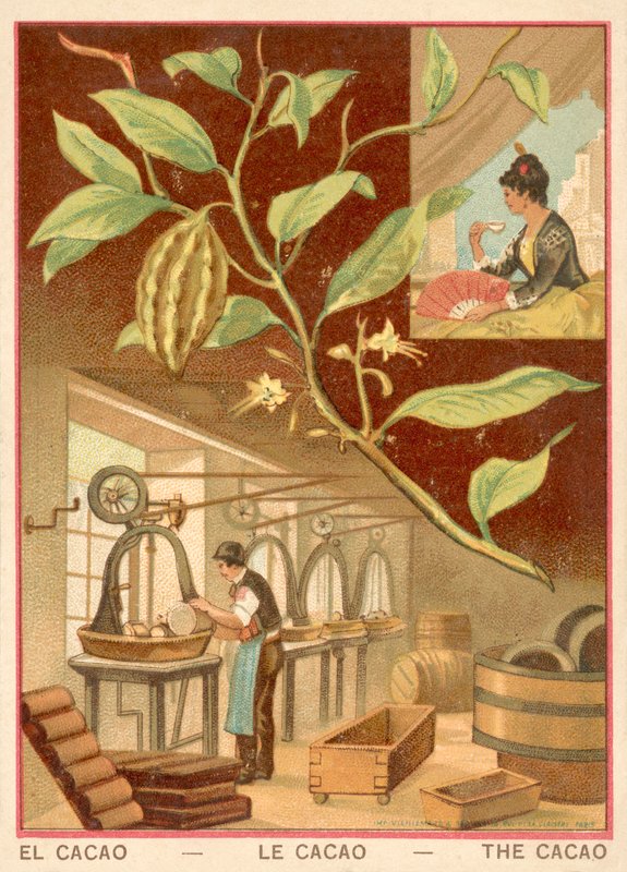 Cacao da French School