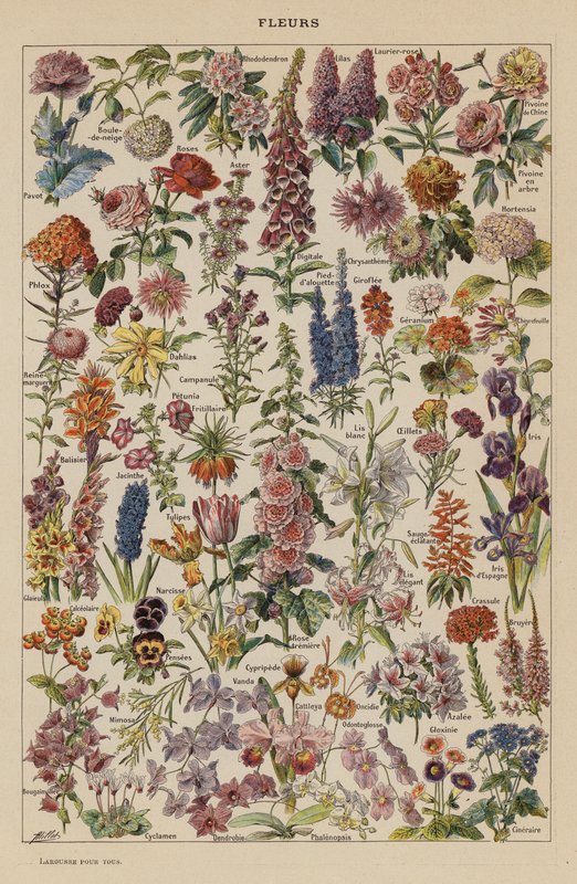 Fiori da French School