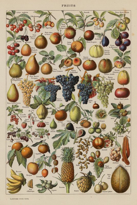 Frutti da French School