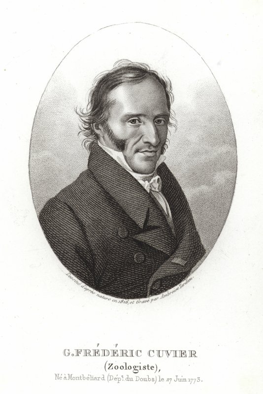Georges Cuvier da French School