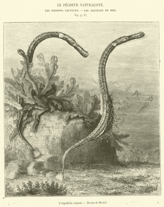 Il serpente Aiguillette da French School