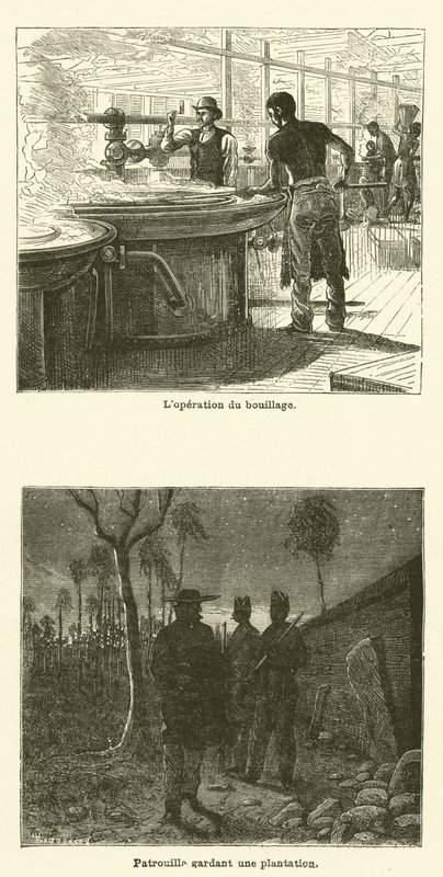 La canna da zucchero da French School