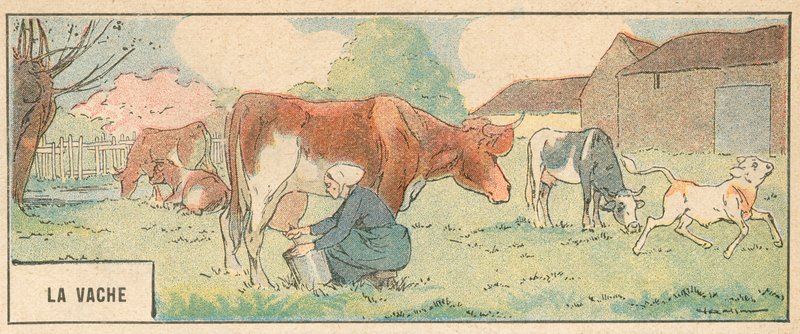 La Mucca da French School