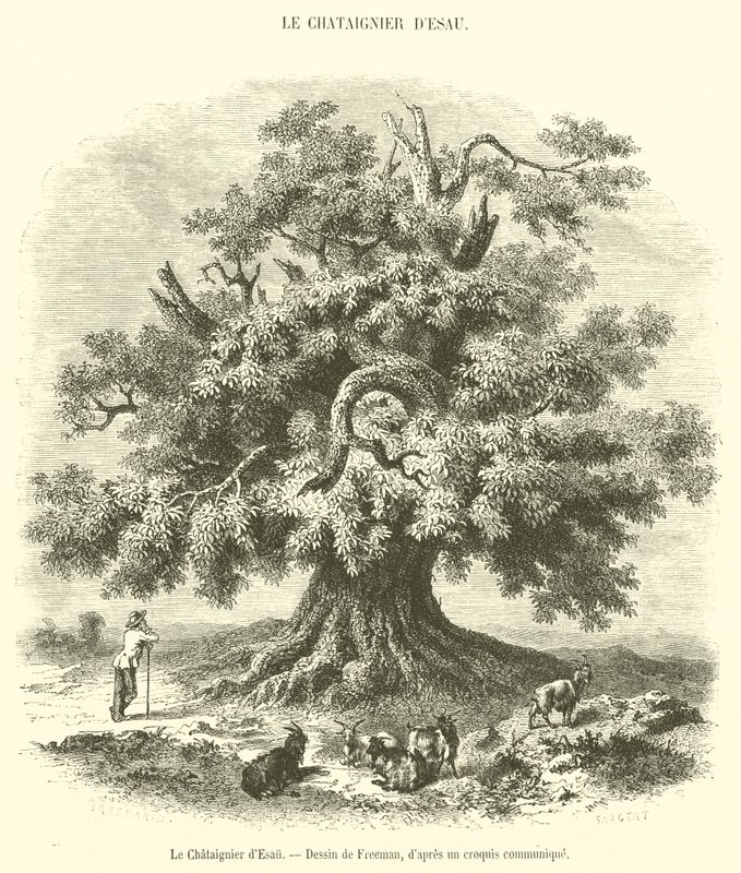 Il Castagno di Esaù da French School
