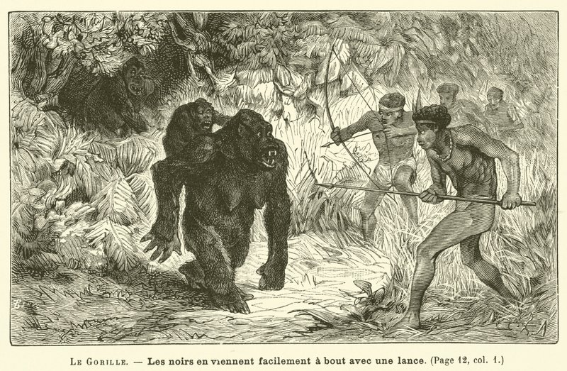 Il Gorilla da French School