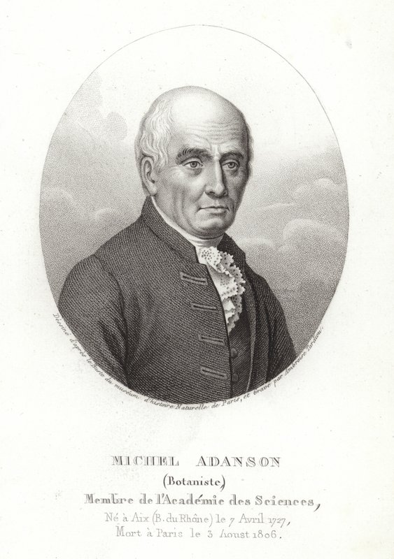 Michel Adanson da French School
