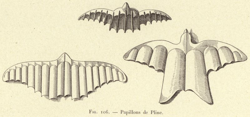 Papillons de Pline da French School