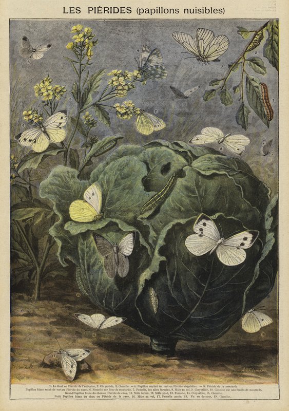 Pieridae (farfalle dannose) da French School