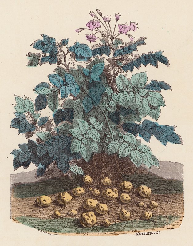Pianta di patate da French School