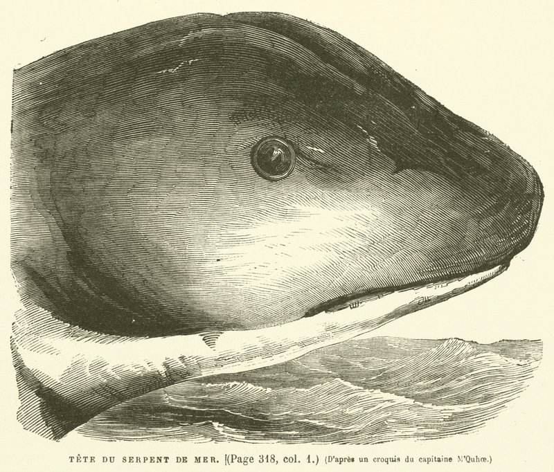 Testa del Serpente di Mare da French School