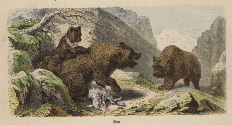 Orso da Friedrich Specht