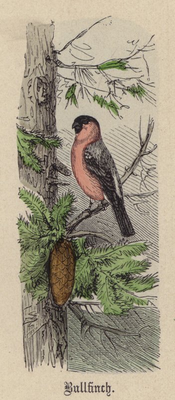 Ciuffolotto da Friedrich Specht