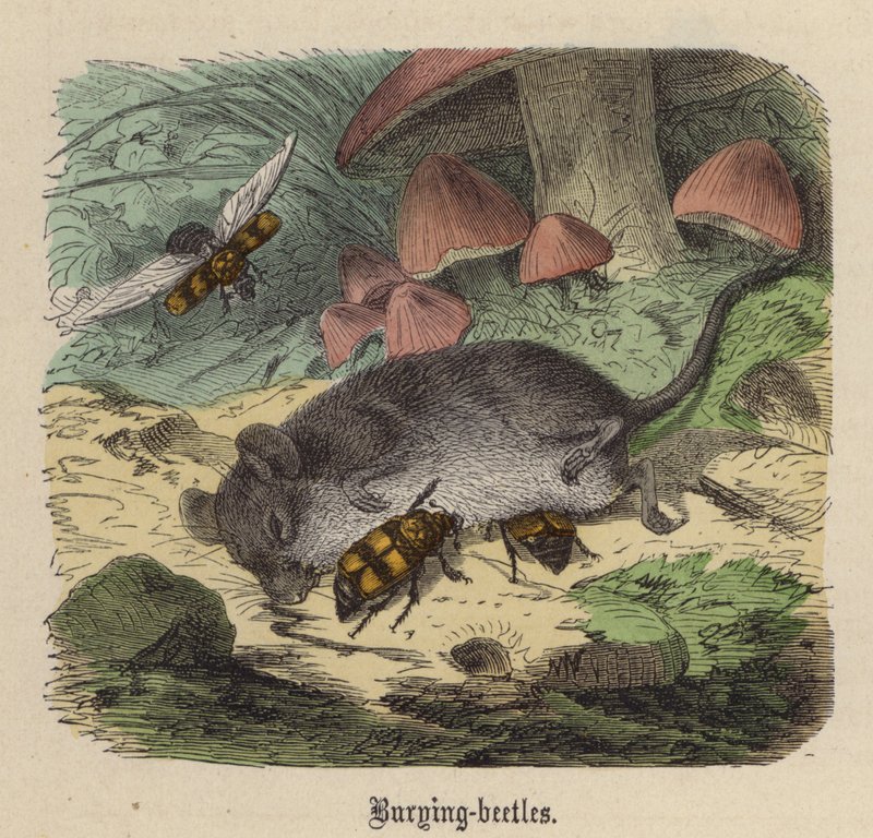 Scarabei seppellitori da Friedrich Specht
