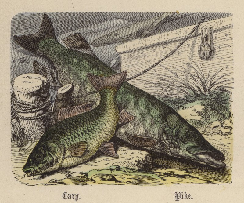 Carpa, Luccio da Friedrich Specht
