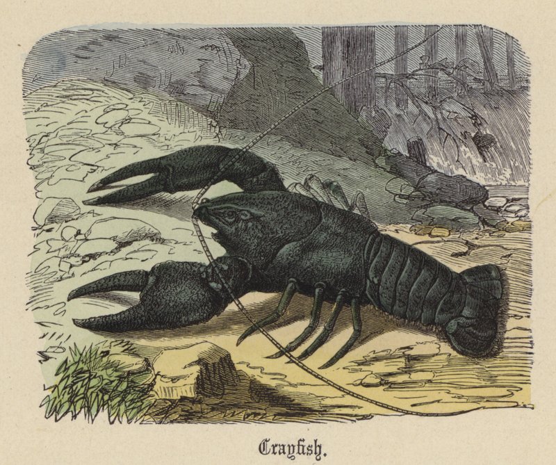 Gambero (incisione colorata) da Friedrich Specht