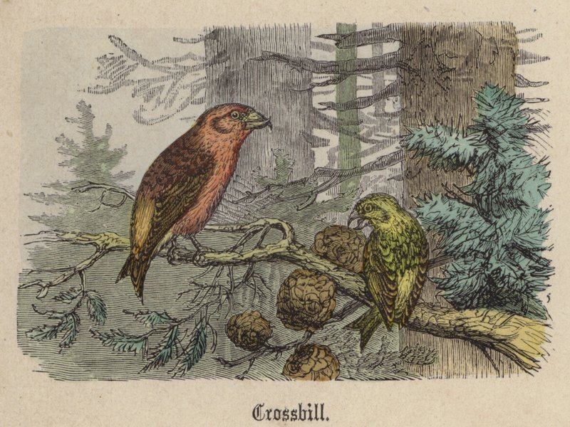 Crociere (incisione colorata) da Friedrich Specht