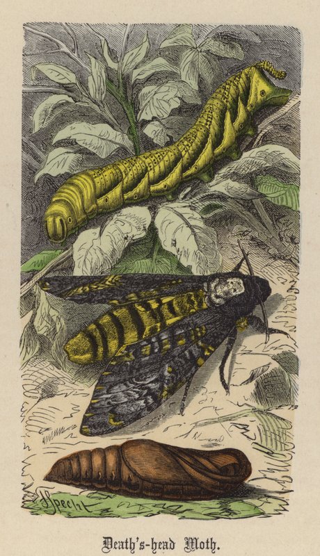 Sfinge Testa di Morto (incisione colorata) da Friedrich Specht