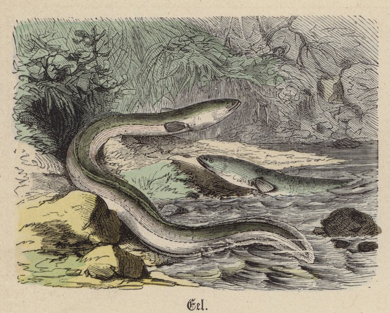 Anguilla (incisione colorata) da Friedrich Specht