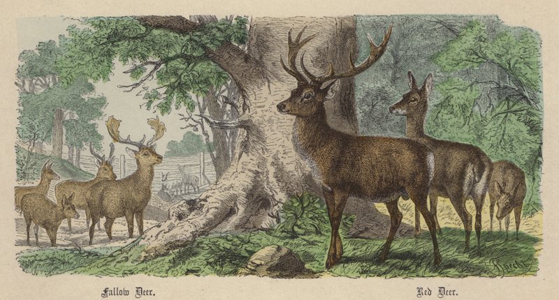 Daino, Cervo Rosso (incisione colorata) da Friedrich Specht