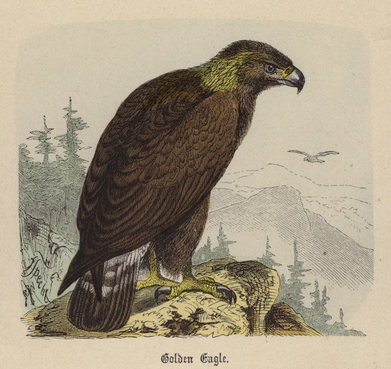 Aquila Reale (incisione colorata) da Friedrich Specht