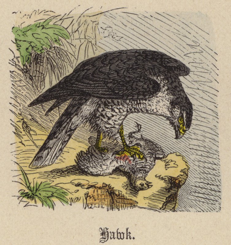 Falco (incisione colorata) da Friedrich Specht
