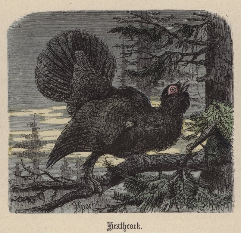 Gallo cedrone da Friedrich Specht