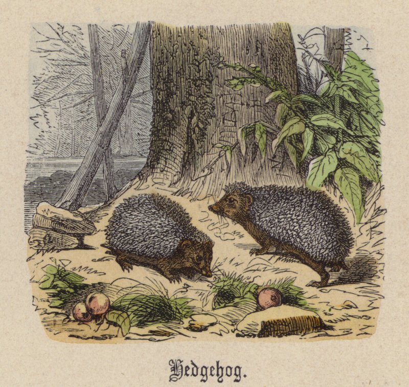 Riccio da Friedrich Specht