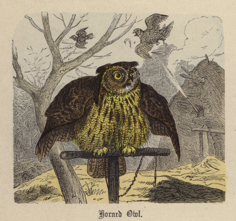 Gufo cornuto da Friedrich Specht