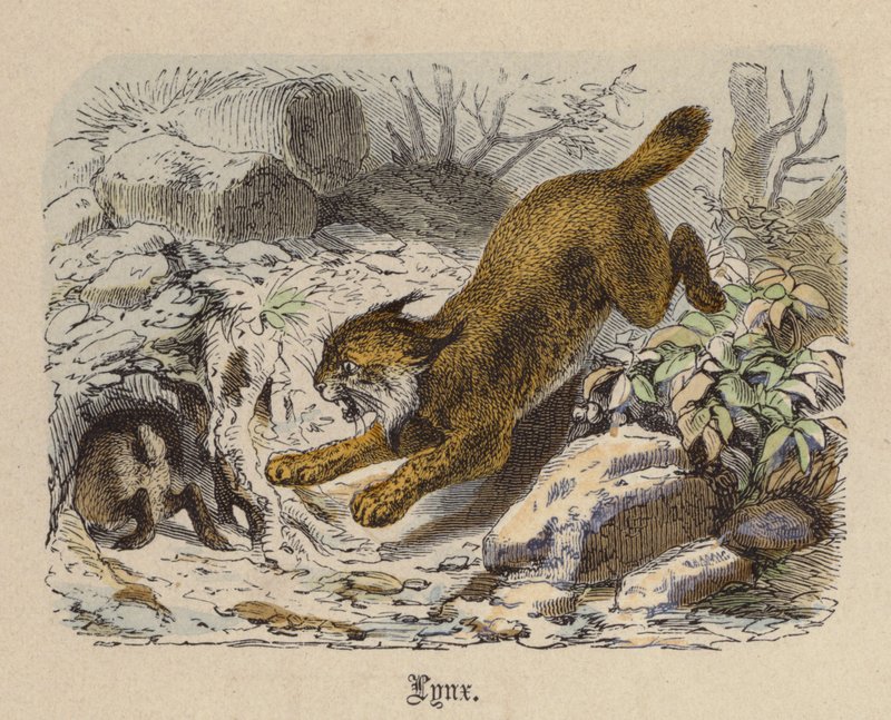 Lince da Friedrich Specht