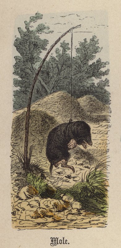 Talpa (incisione colorata) da Friedrich Specht